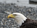 Alaska Wildlife-48
